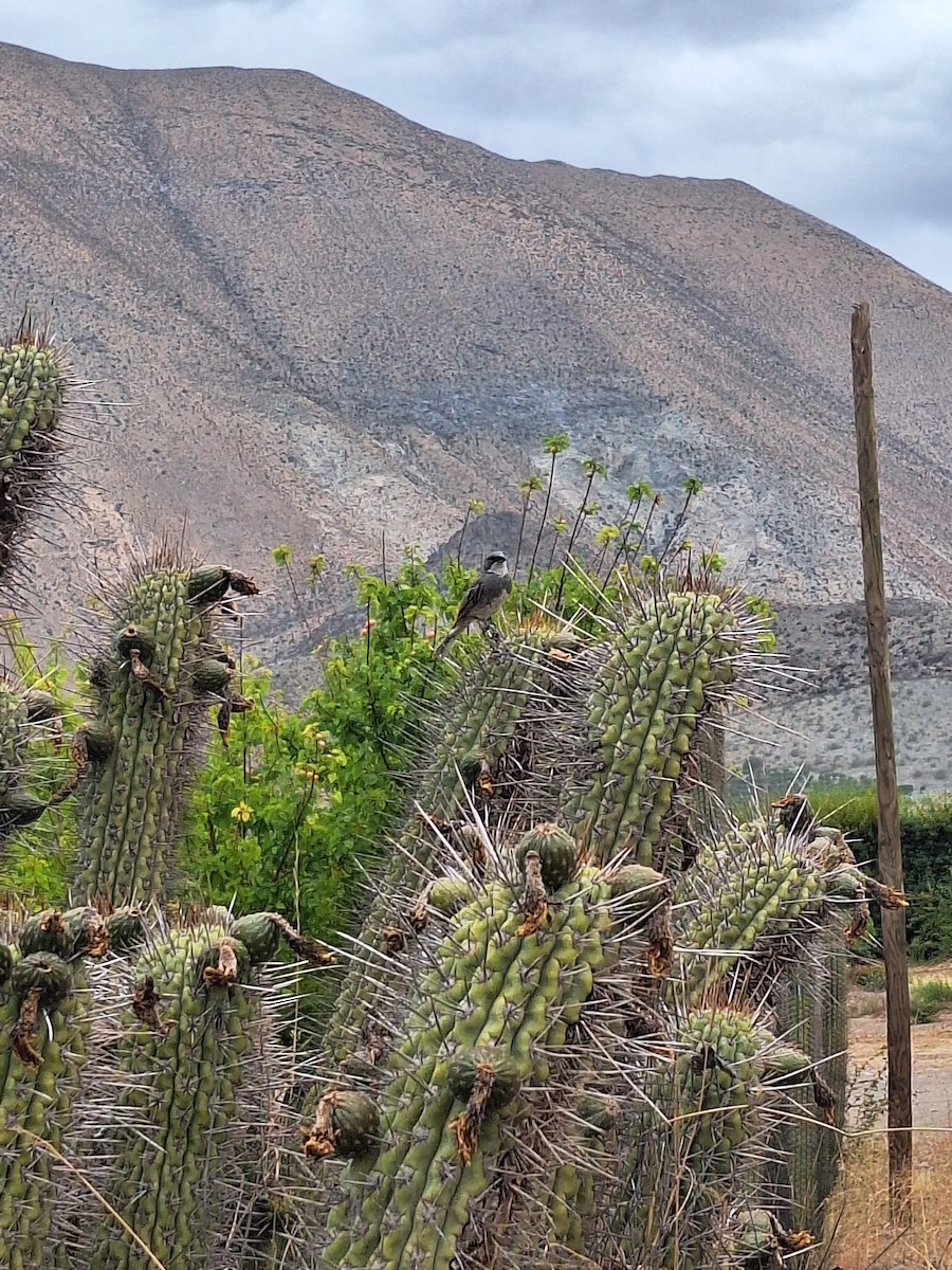 Діука південна - ML646721953