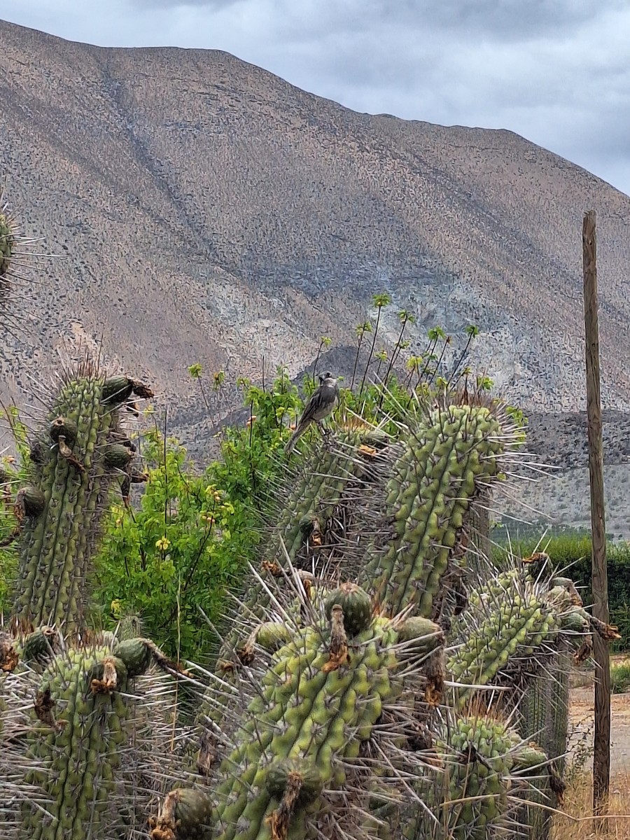 Діука південна - ML646721954