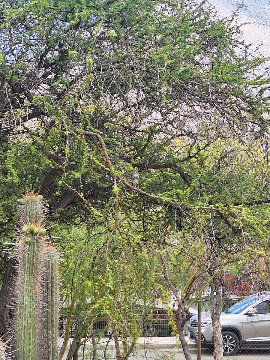 Діука південна - ML646721956