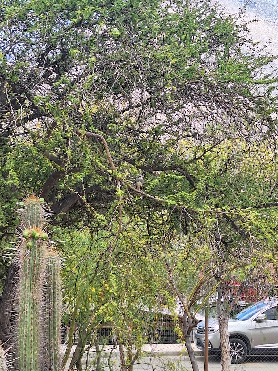 Діука південна - ML646721957