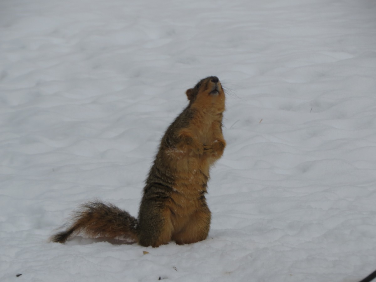 Animali - ML646721959