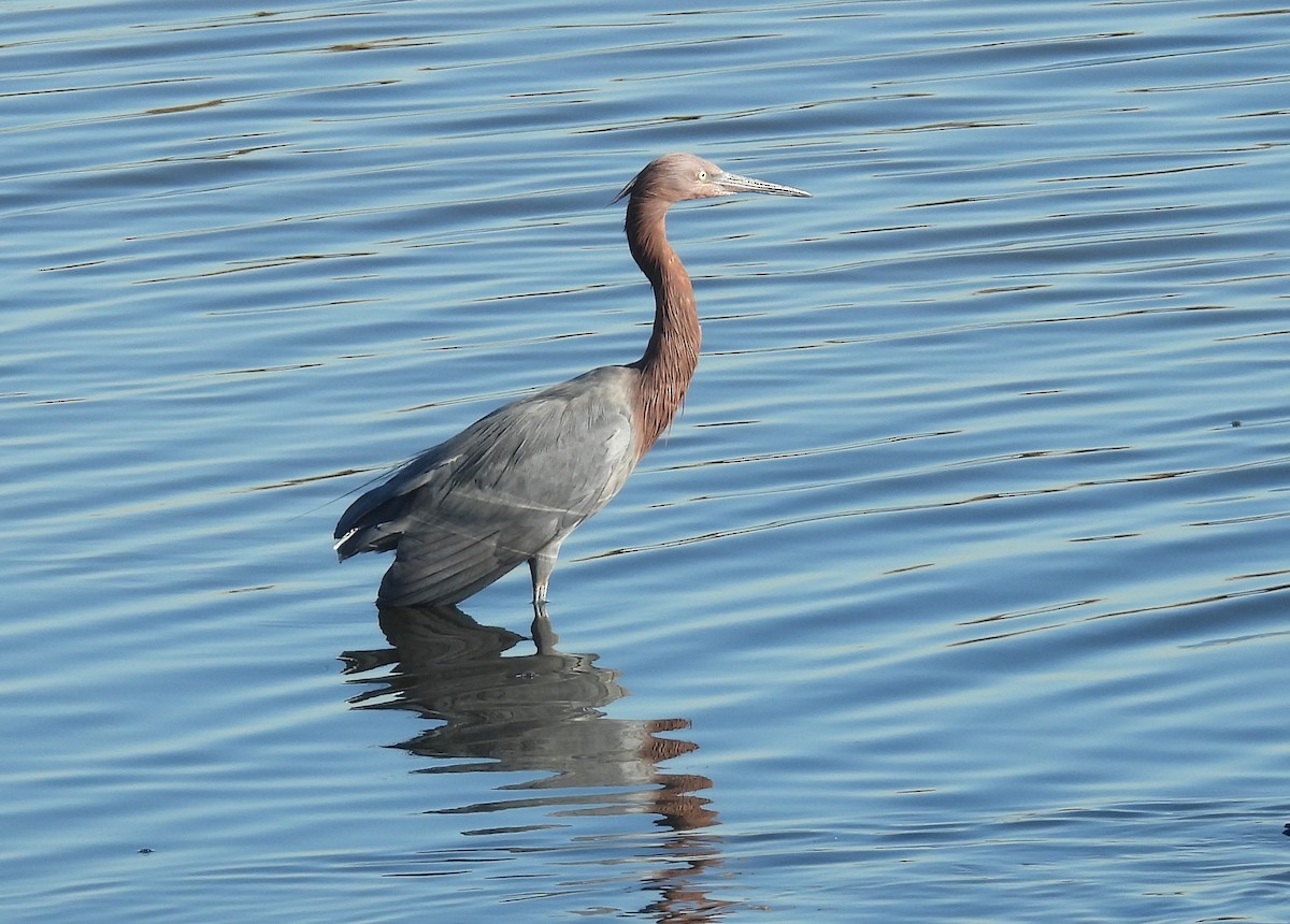 Reddish Egret - ML646721960