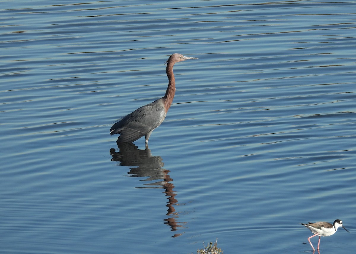 Reddish Egret - ML646721961