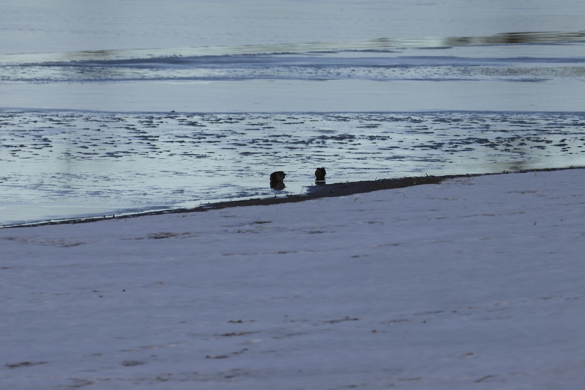 Stockente - ML646721963