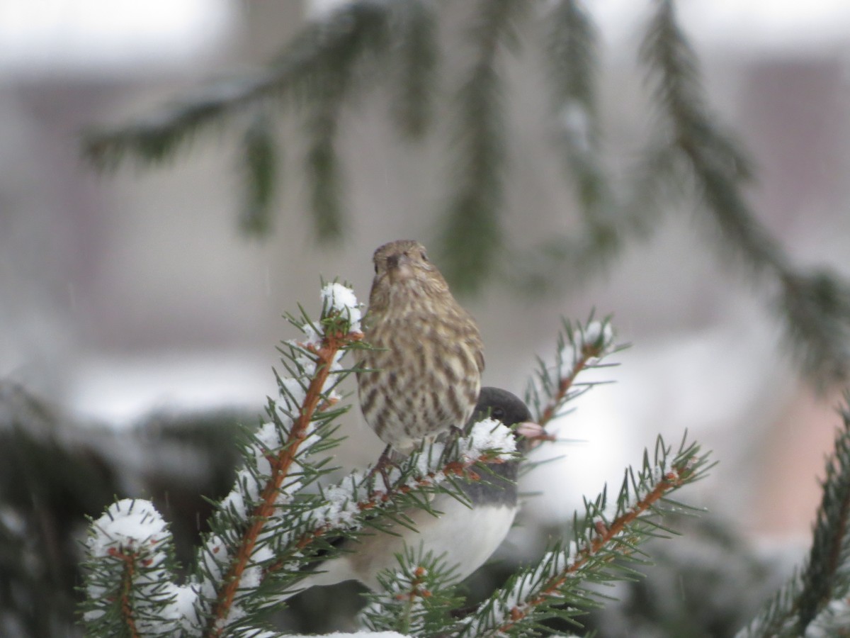 House Finch - ML646721964