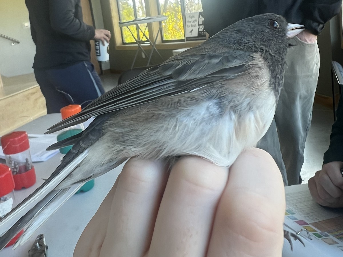 Dark-eyed Junco (Oregon) - ML646721965