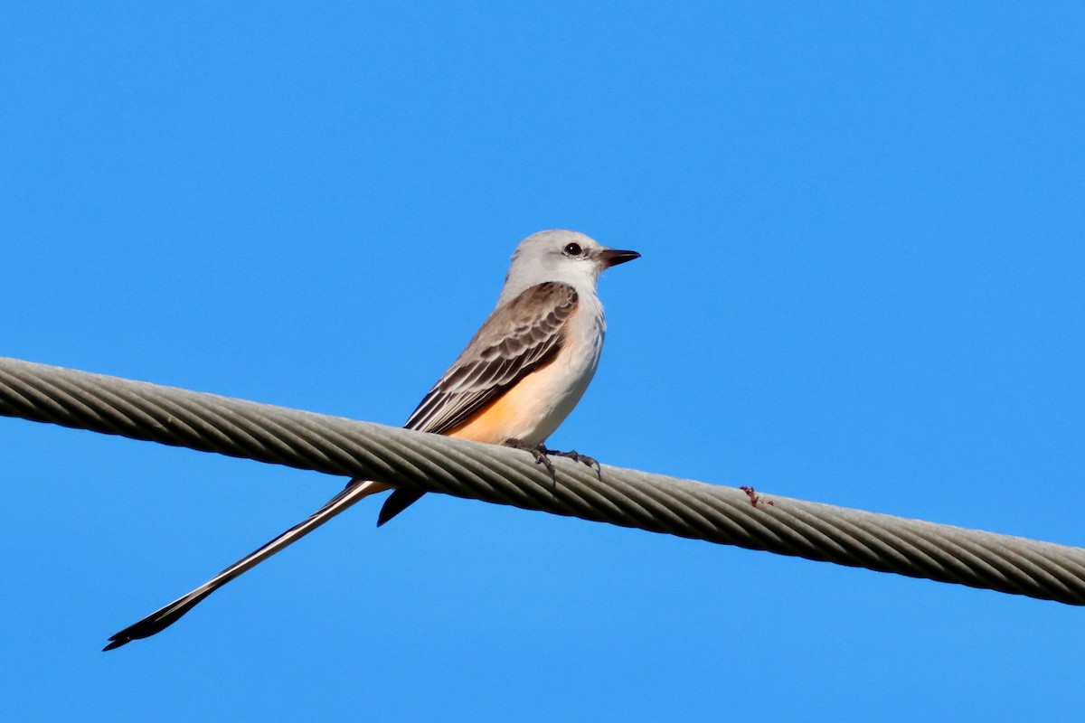 Çatal Kuyruklu Tiran - ML646721974