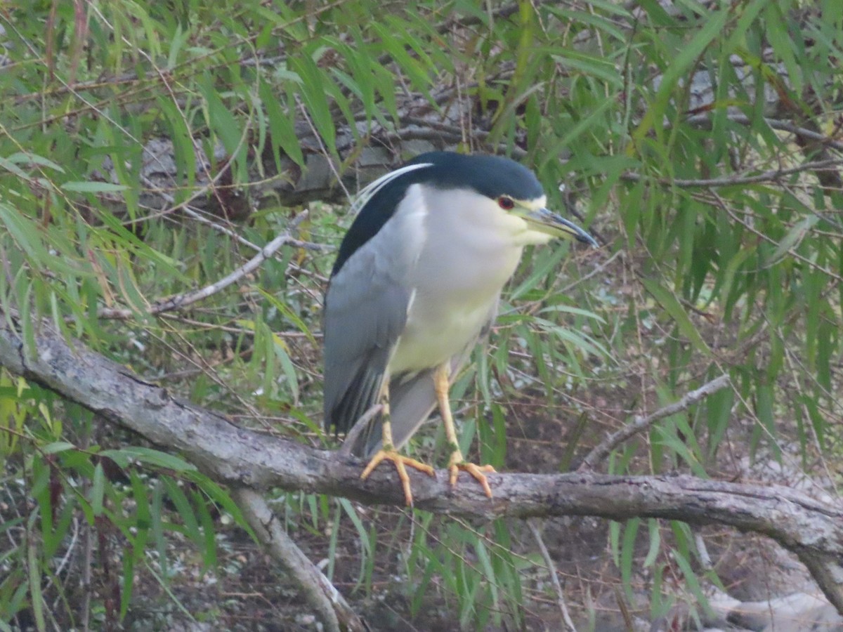 Black-crowned Night Heron - ML646721975