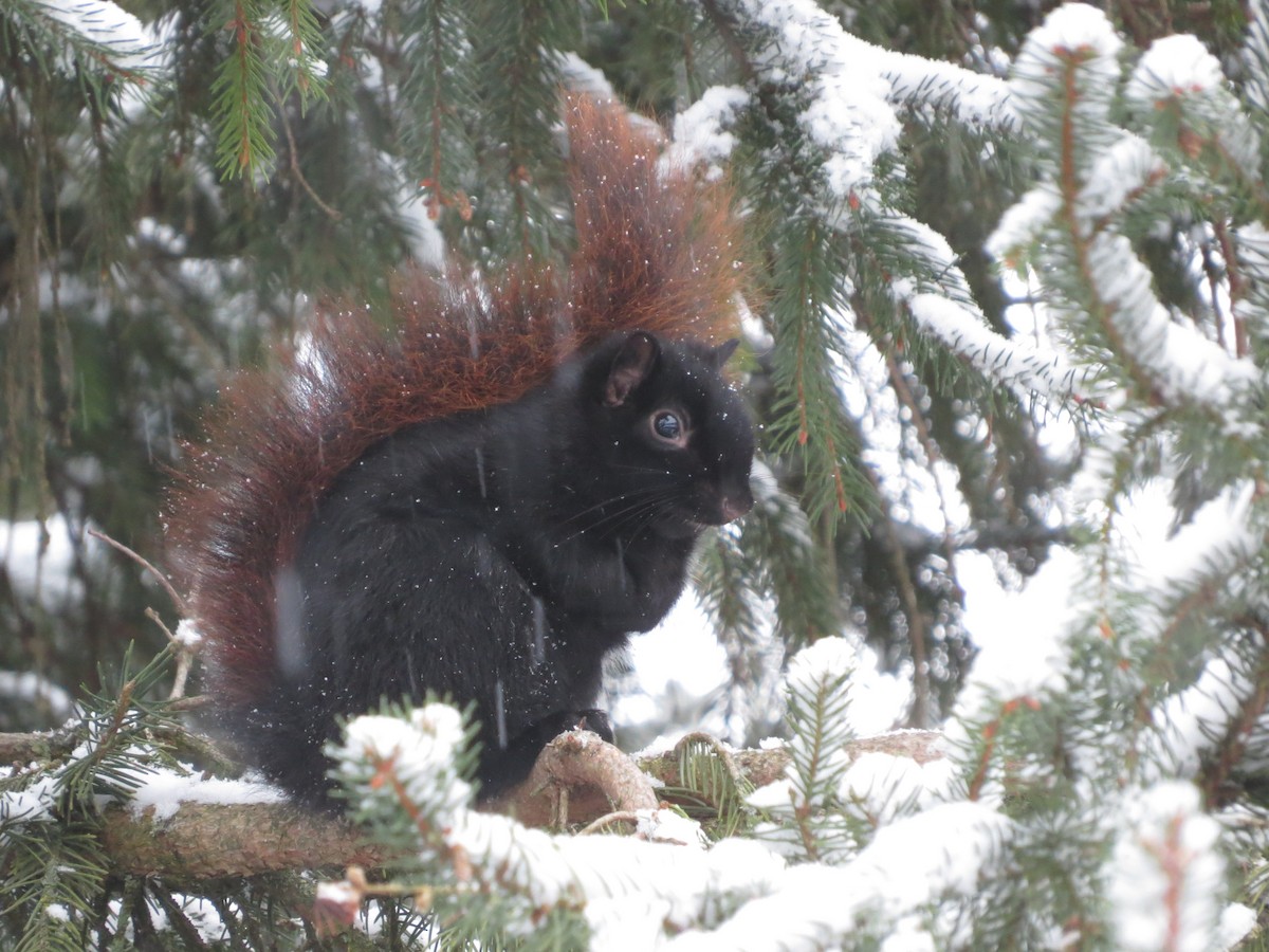 Animali - ML646721982