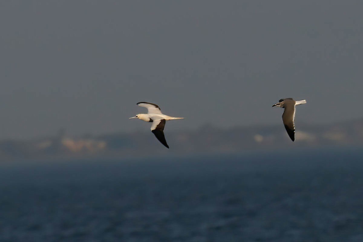 Red-footed Booby - ML646721997