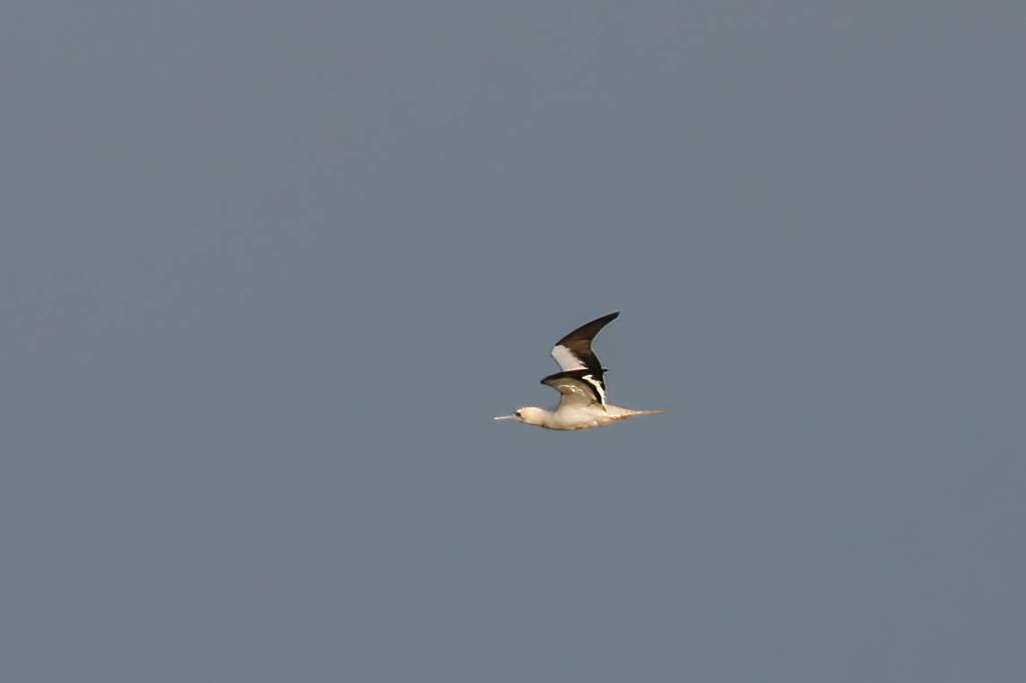 Red-footed Booby - ML646722001