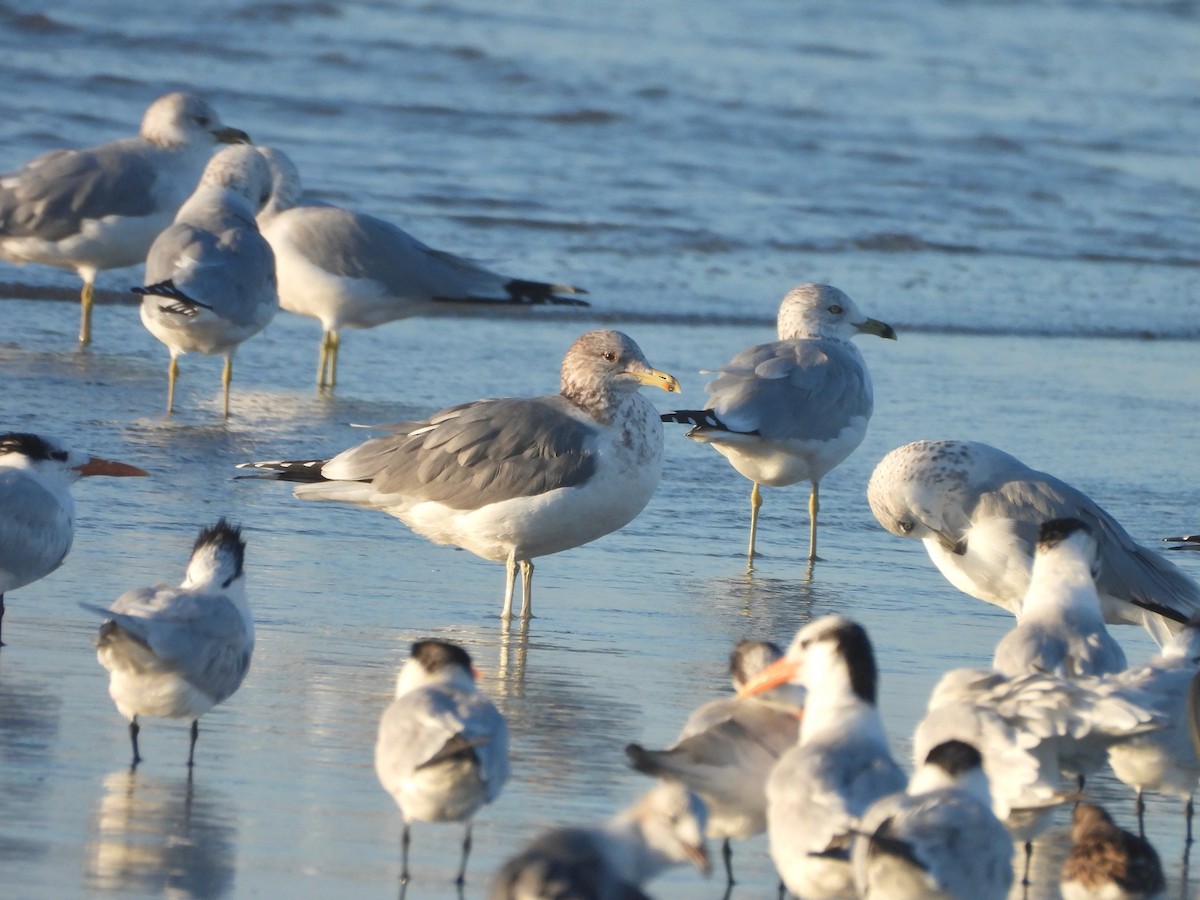 Мартин каліфорнійський - ML646722002