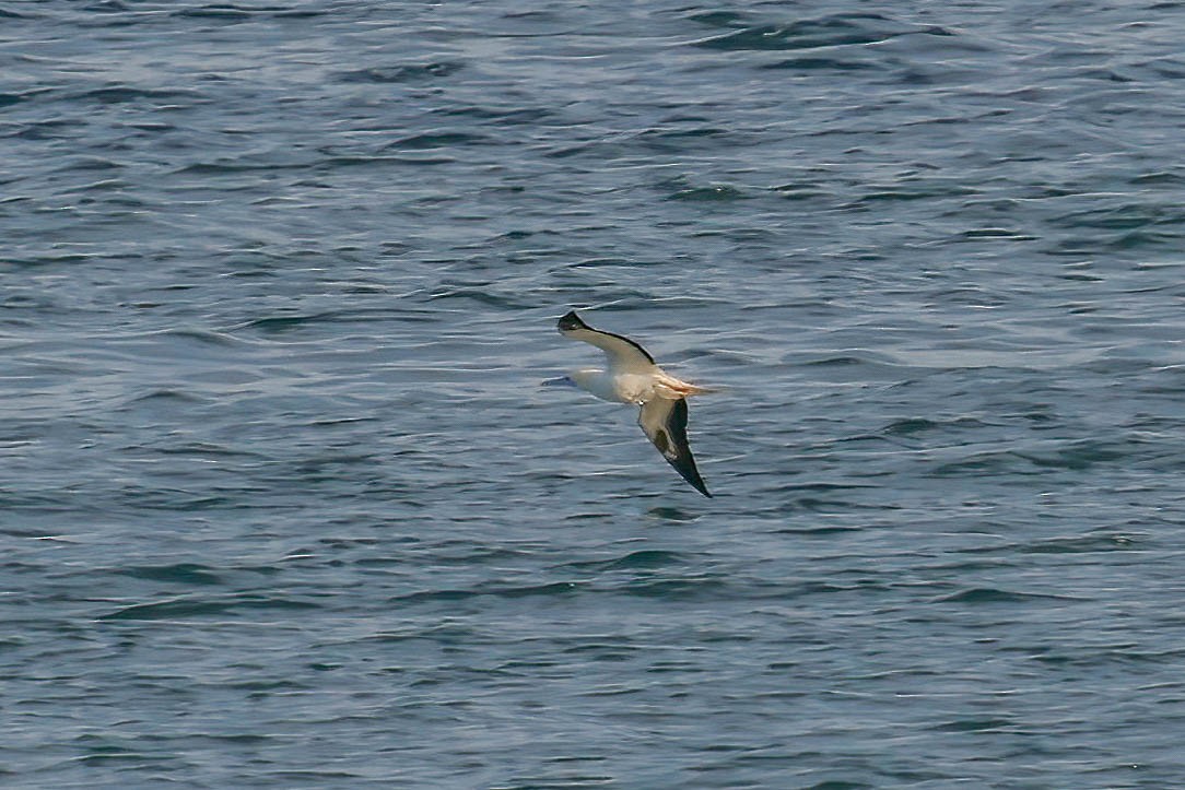 Red-footed Booby - ML646722003
