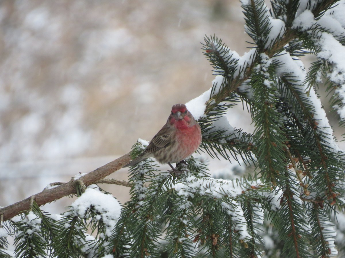House Finch - ML646722005