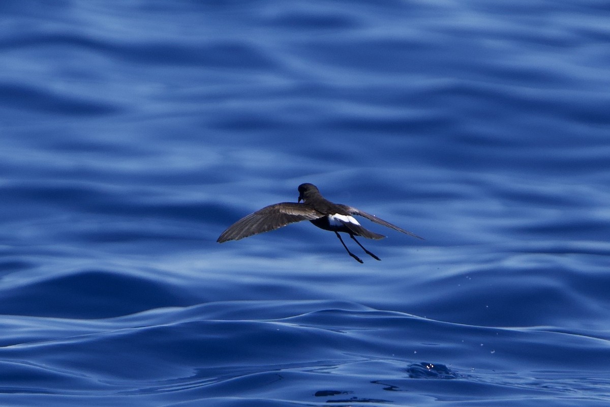 黃蹼洋海燕 - ML646722006