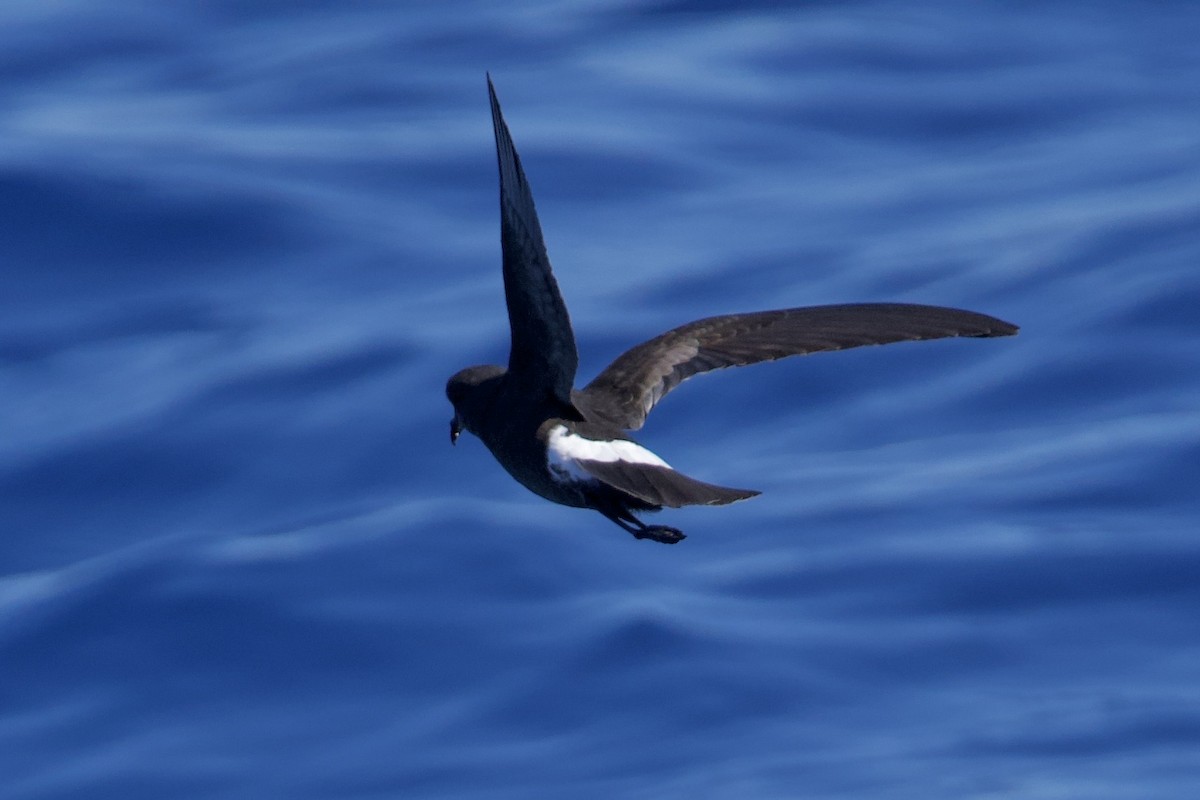 黃蹼洋海燕 - ML646722007