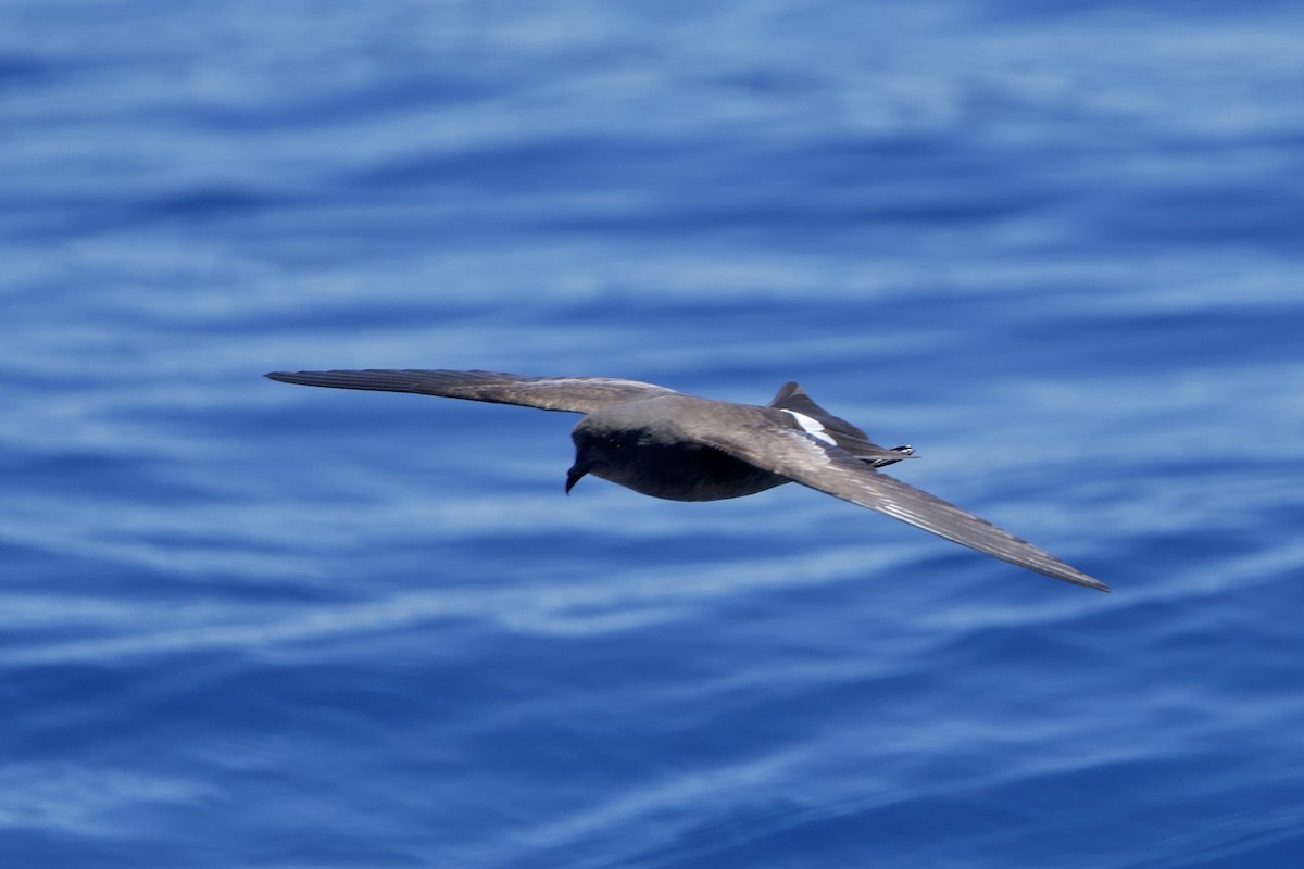 黃蹼洋海燕 - ML646722008