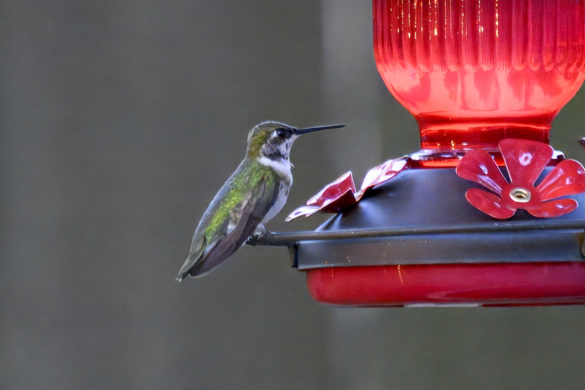 Colibri à gorge rubis - ML646722009