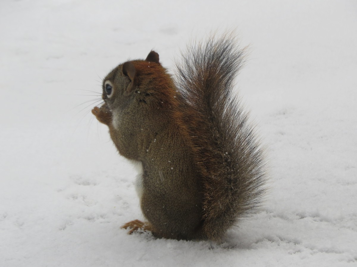 Animali - ML646722010