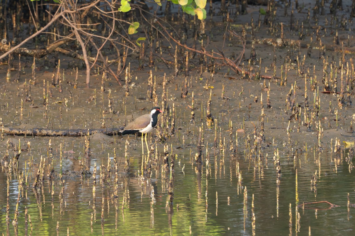Украшенный чибис - ML646722012