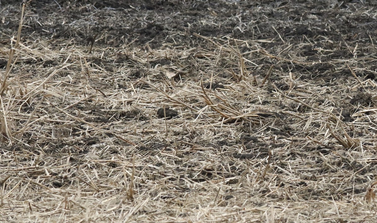 גיבתון לפלנדי - ML646722014