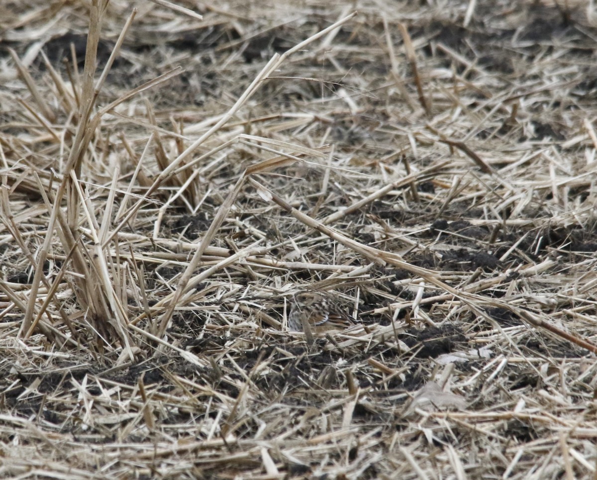 גיבתון לפלנדי - ML646722015