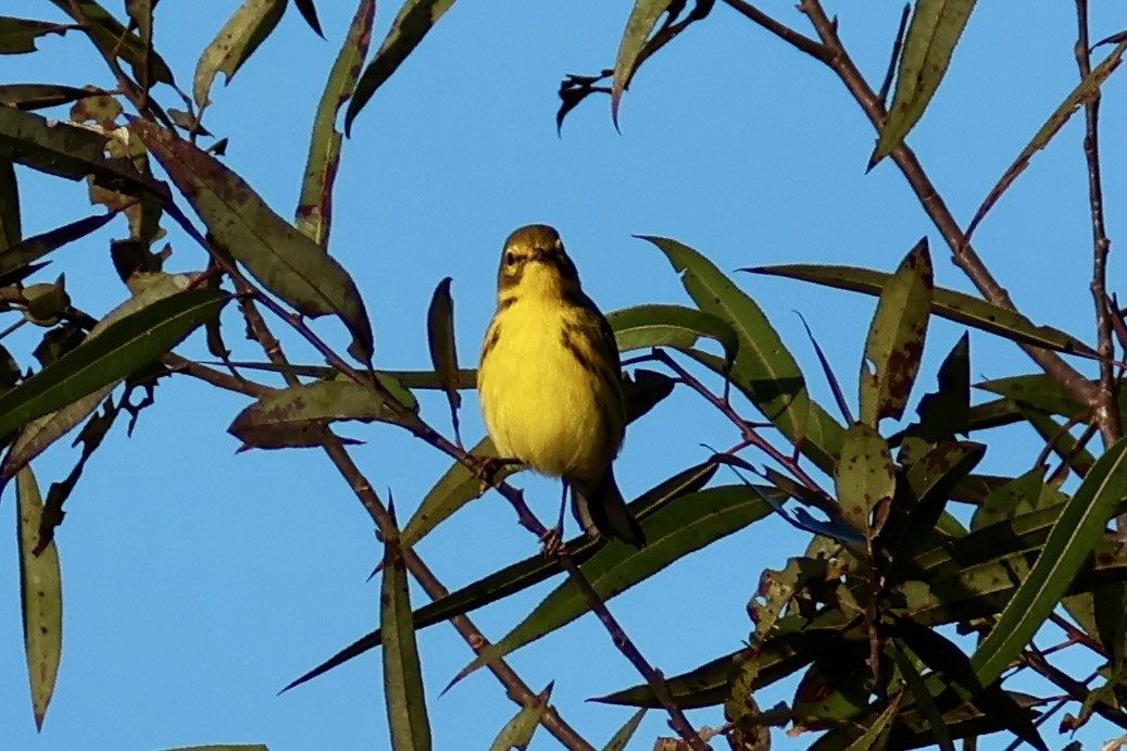 Preri Ötleğeni - ML646722025