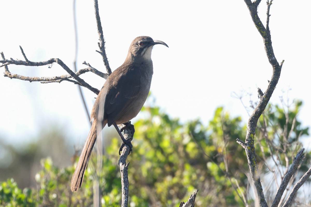Калифорнийский пересмешник - ML646722026