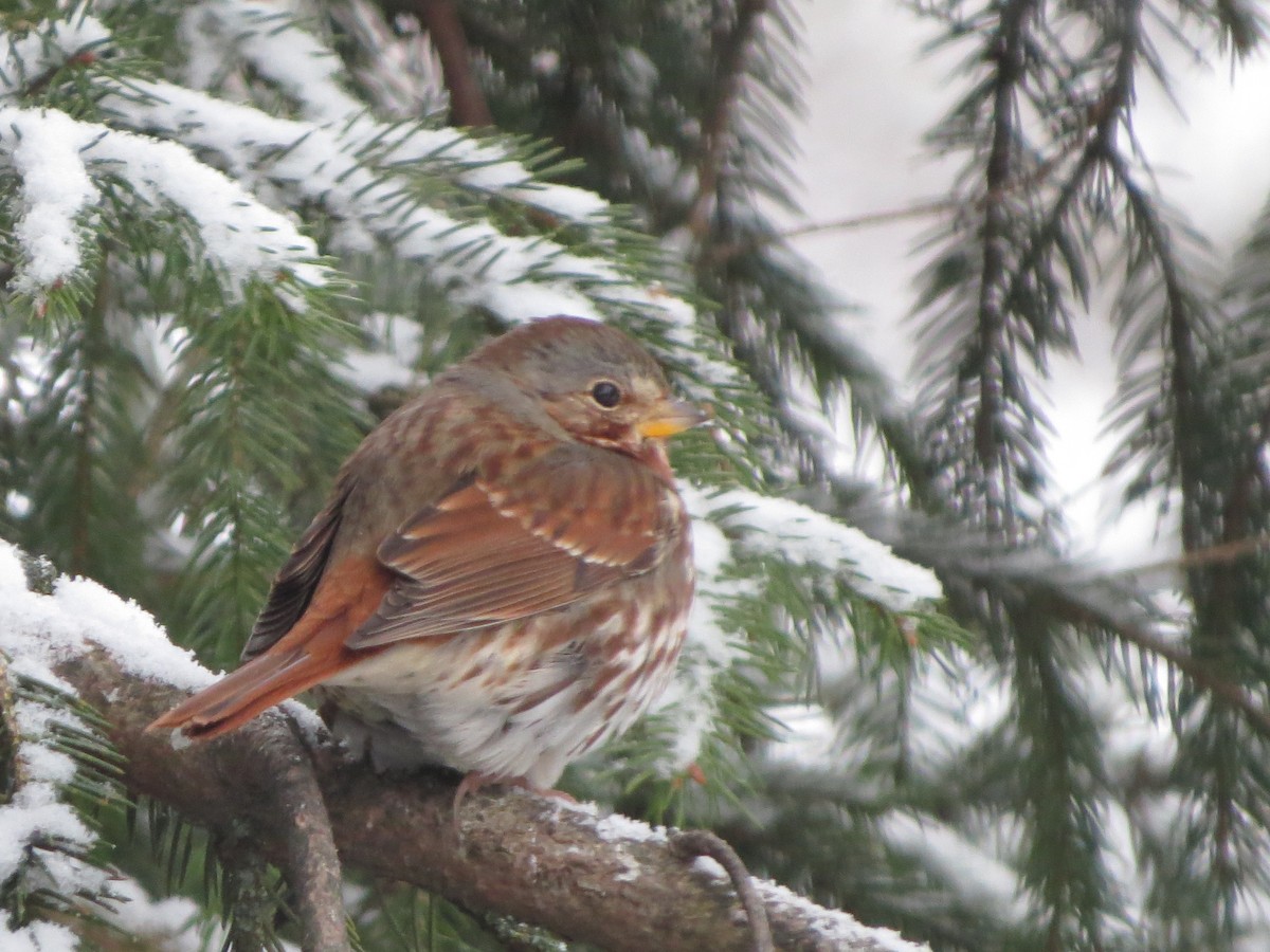 Passerella variabile - ML646722028