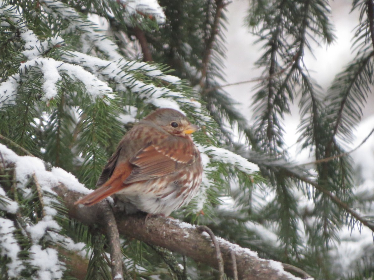 Passerella variabile - ML646722029