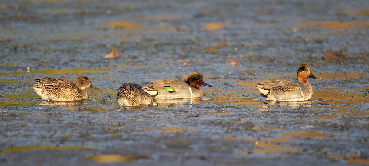 Green-winged Teal - ML646722030