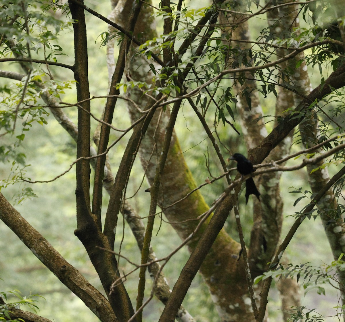 Greater Racket-tailed Drongo - ML646722031