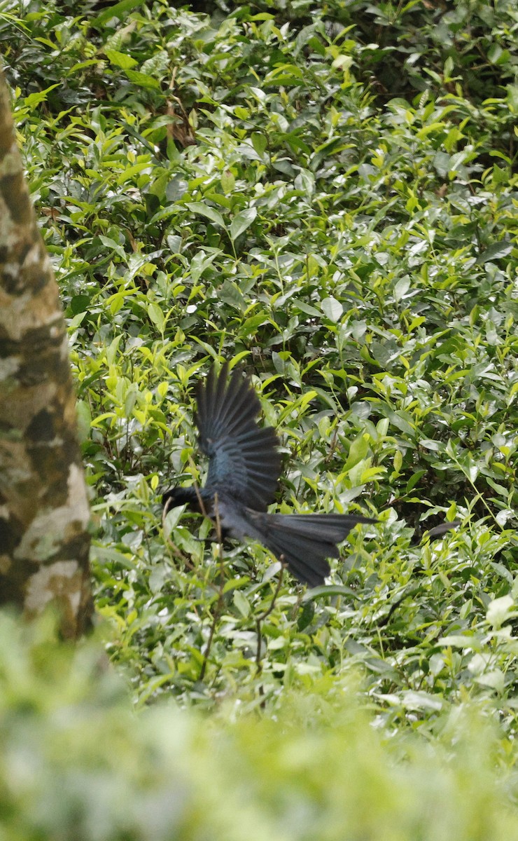 Greater Racket-tailed Drongo - ML646722032