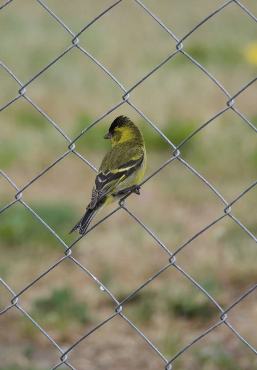 sørsisik - ML646722033