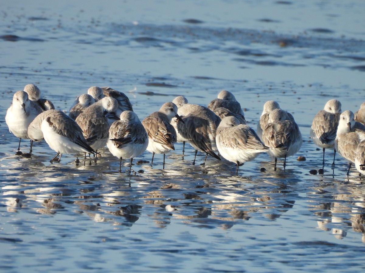 Побережник білий - ML646722034