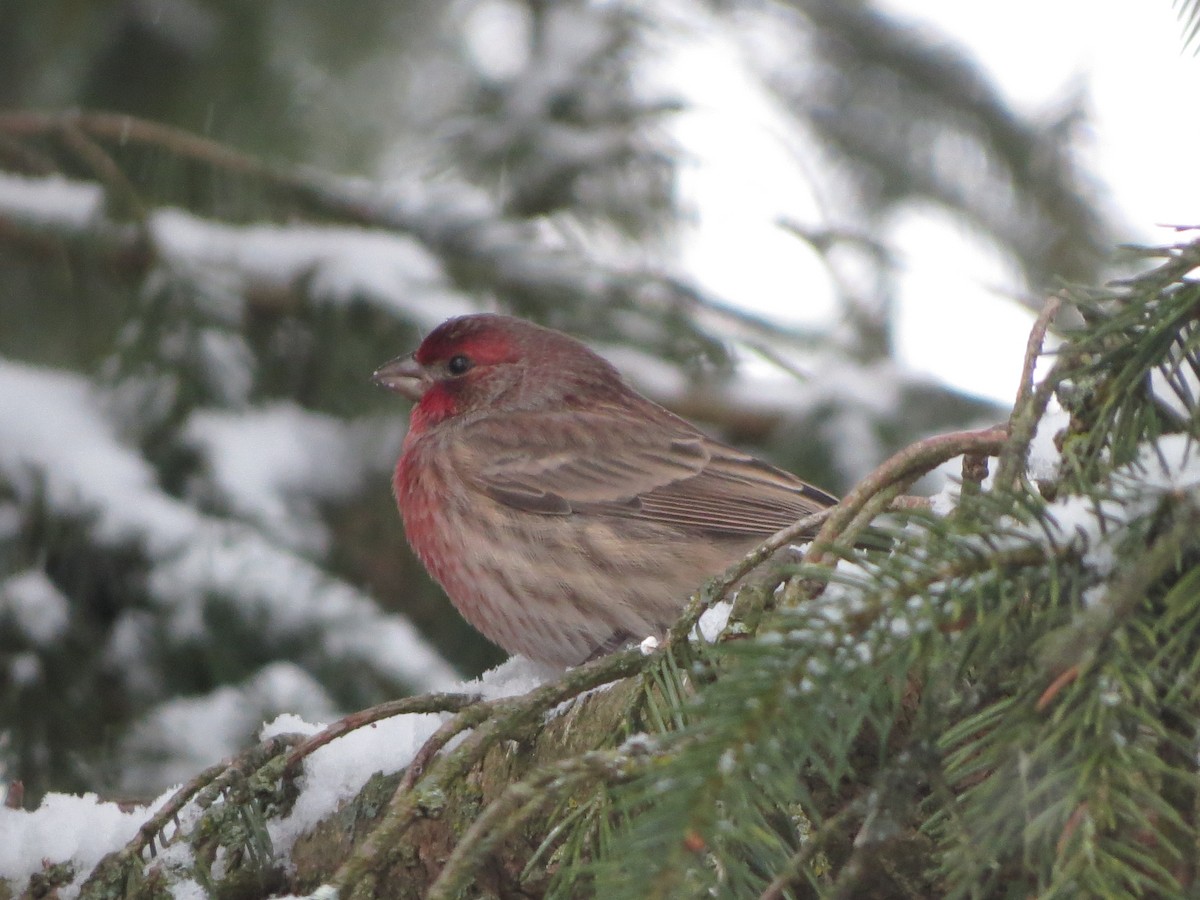 House Finch - ML646722036