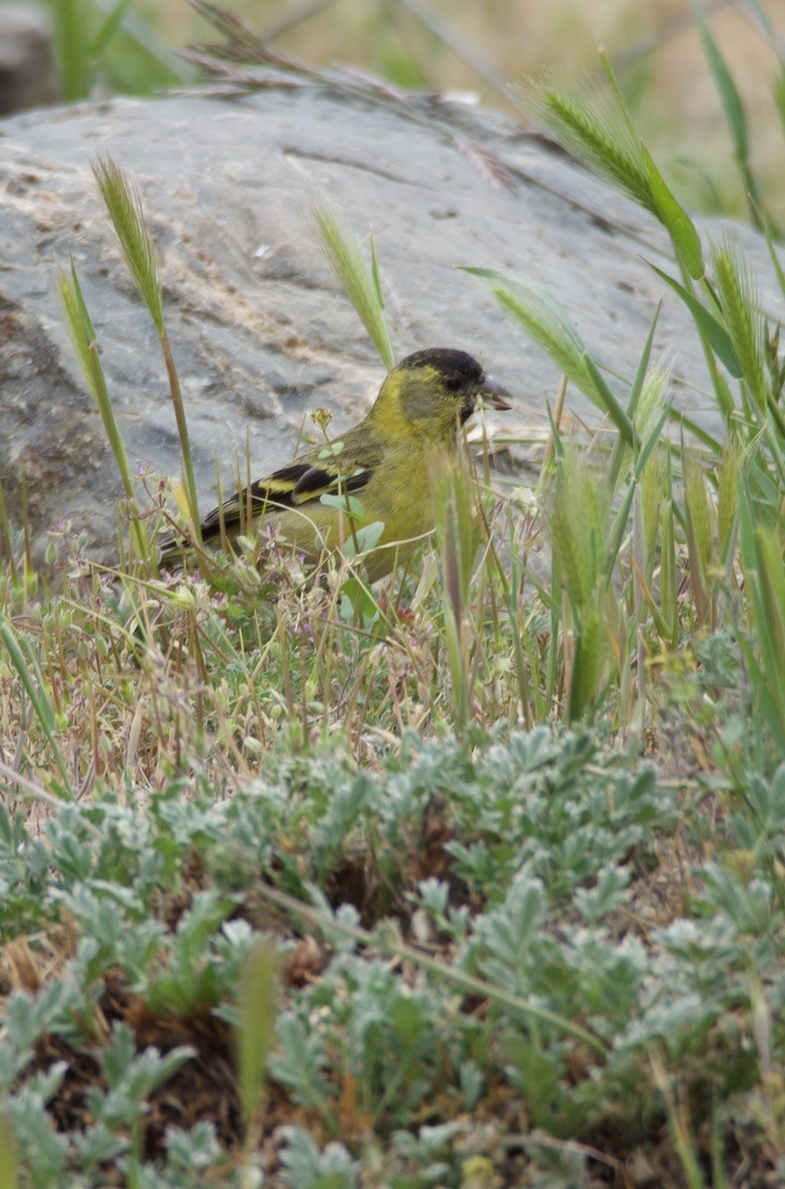 sørsisik - ML646722037