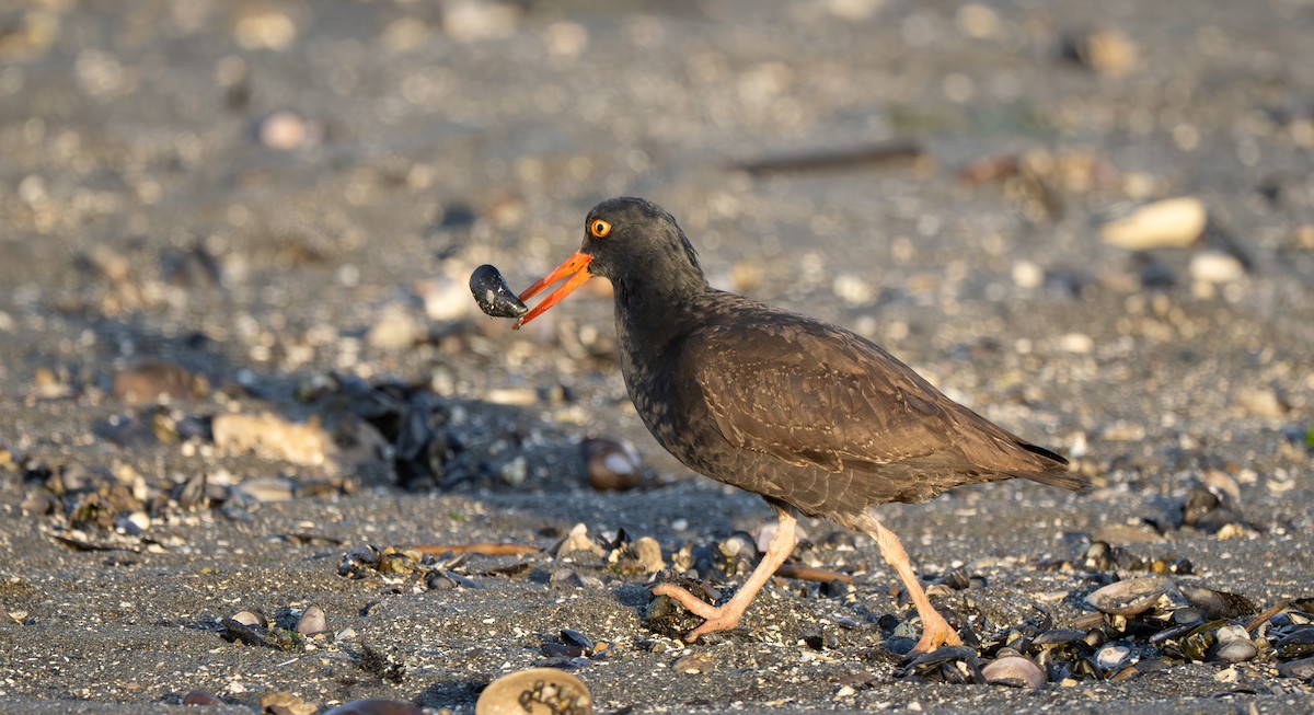 Black Oystercatcher - ML646722038