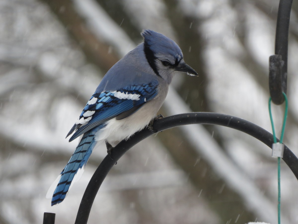 Blue Jay - ML646722039