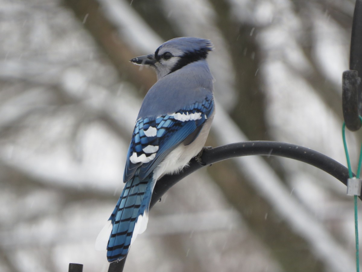 Blue Jay - ML646722040