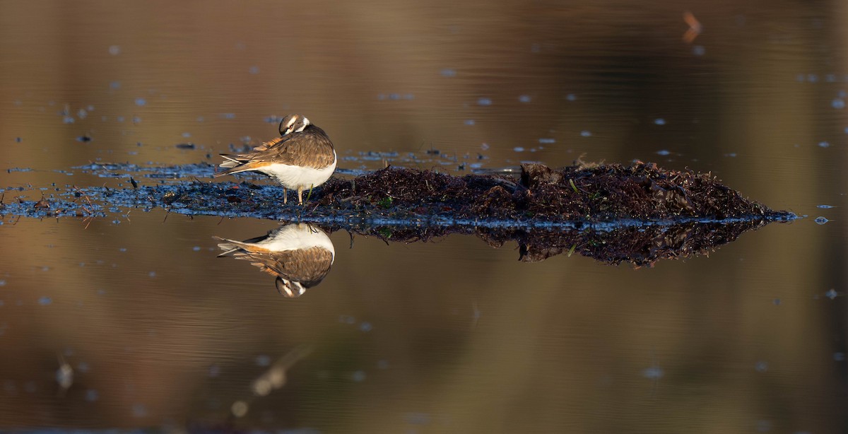 Killdeer - ML646722041