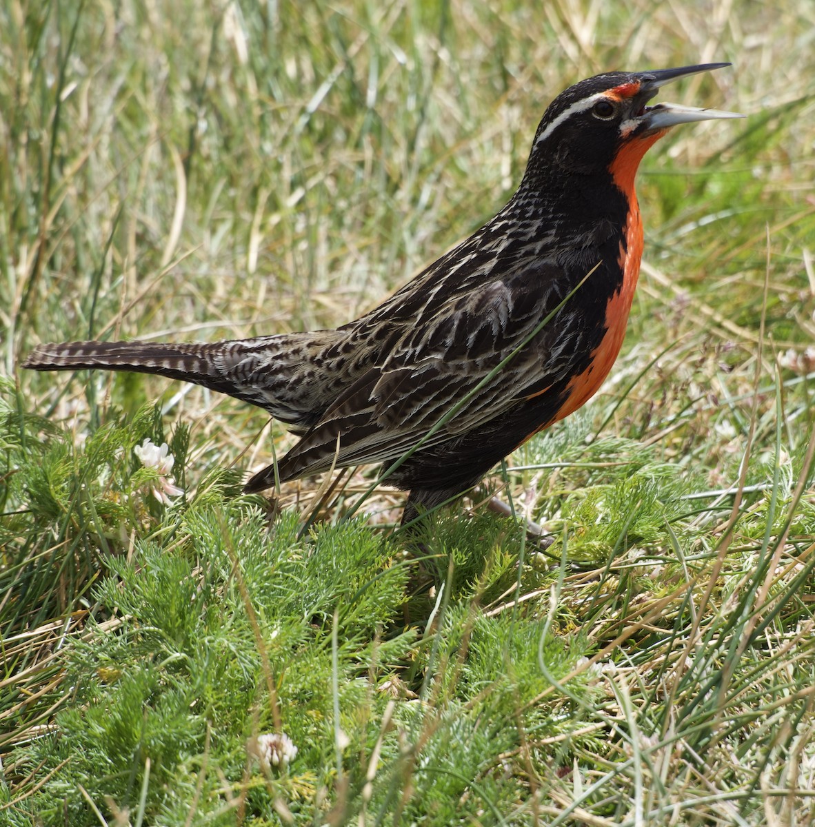 storlerketrupial - ML646722042