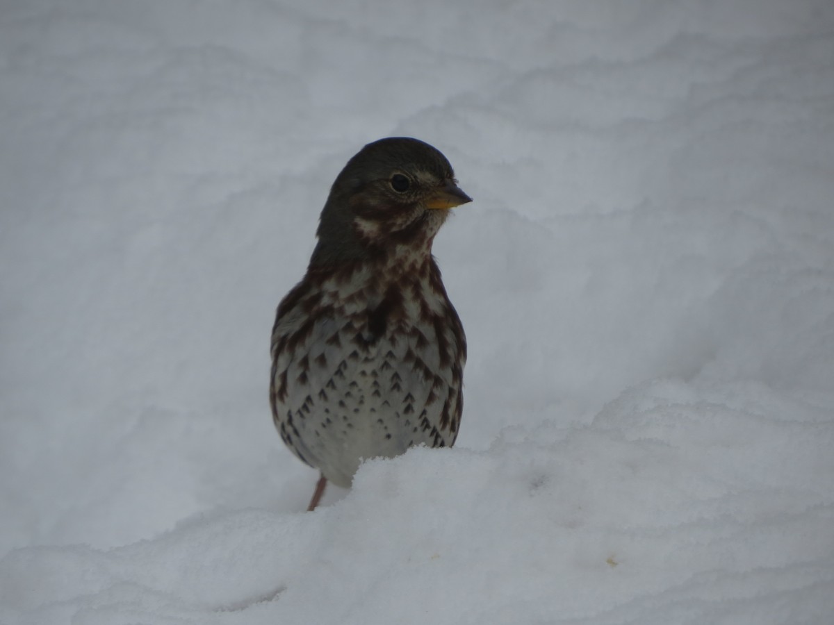 Passerella variabile - ML646722043