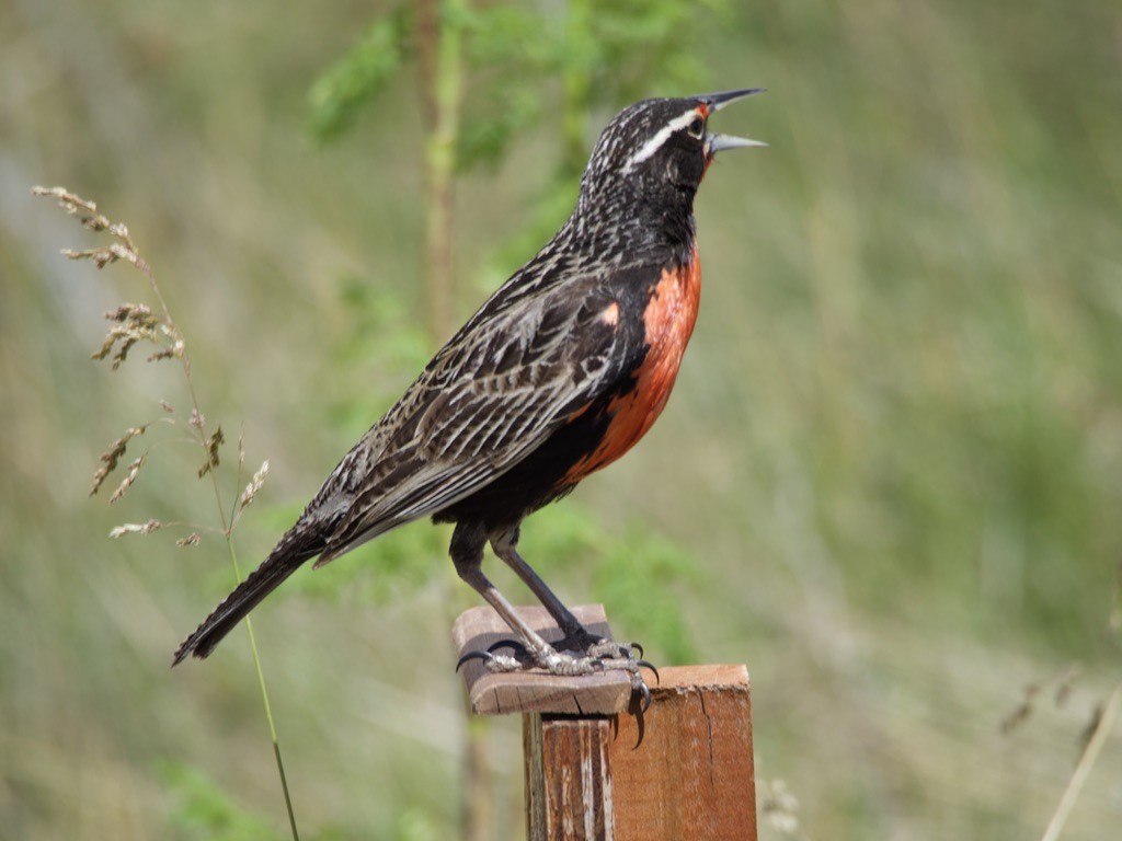 storlerketrupial - ML646722045