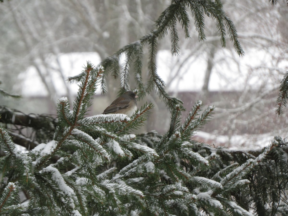 vinterjunko (oreganus gr.) - ML646722047