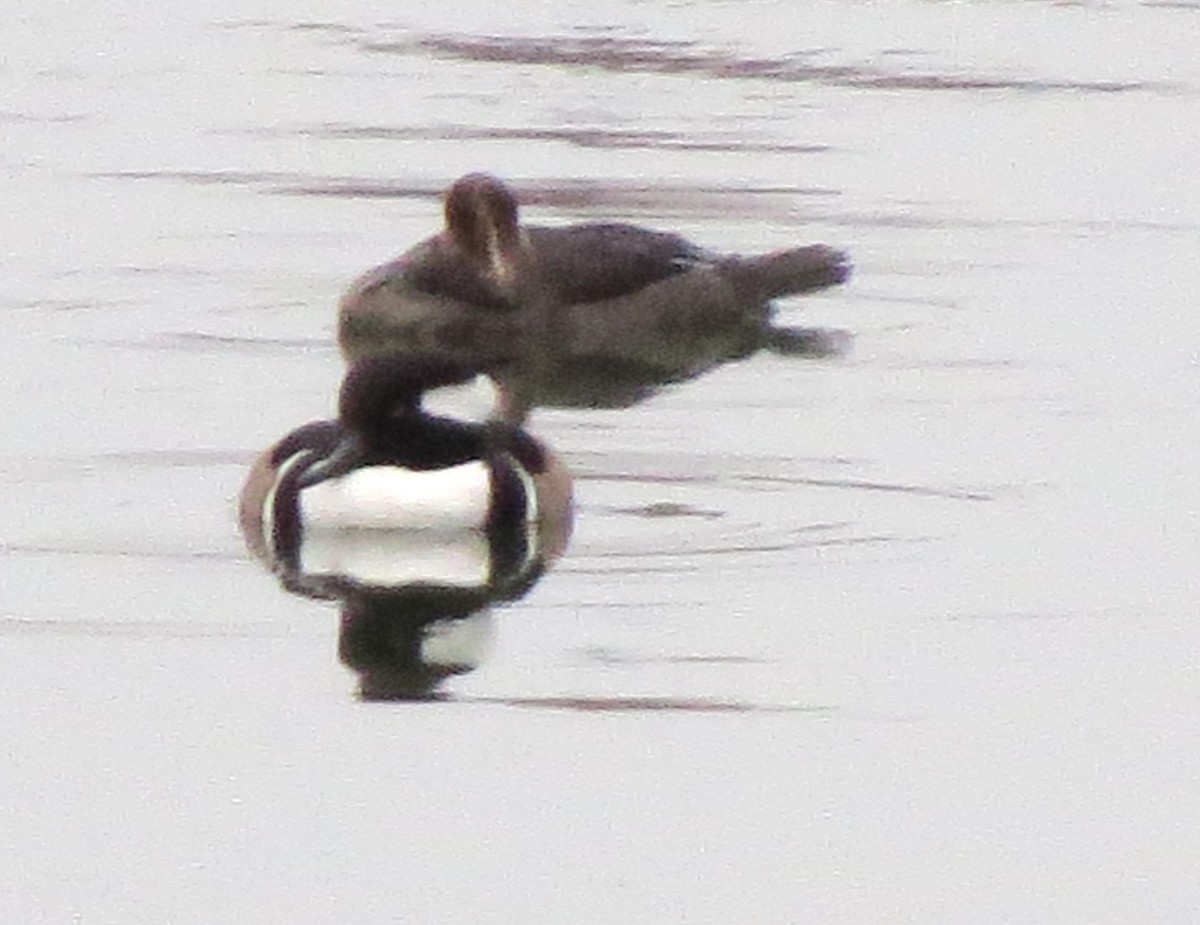 Hooded Merganser - ML646722048