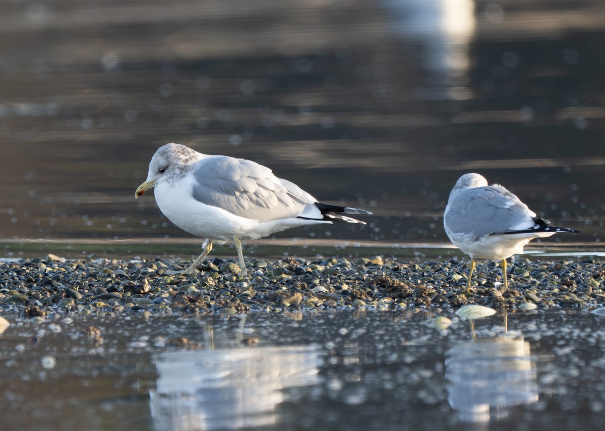 Goéland de Californie - ML646722050