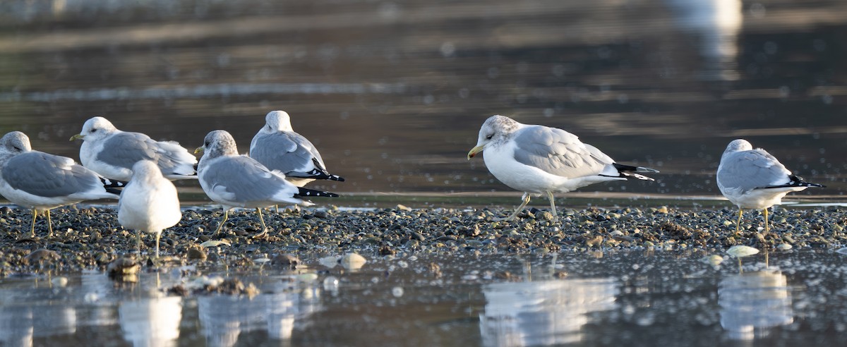 Goéland de Californie - ML646722051