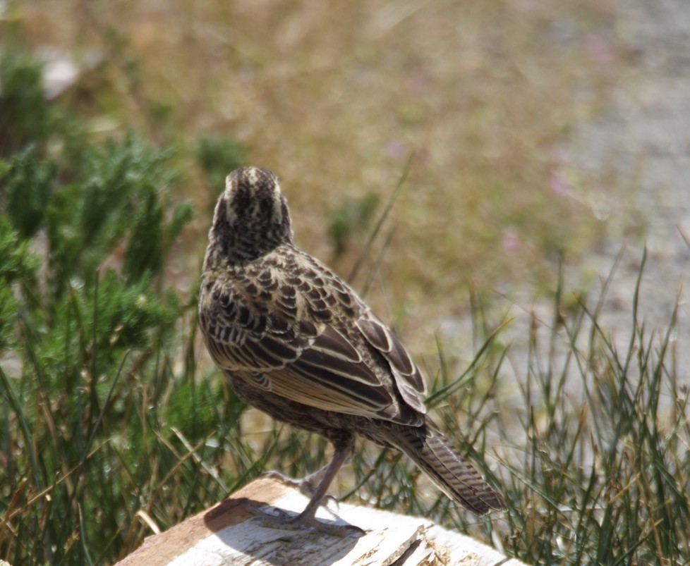 storlerketrupial - ML646722052