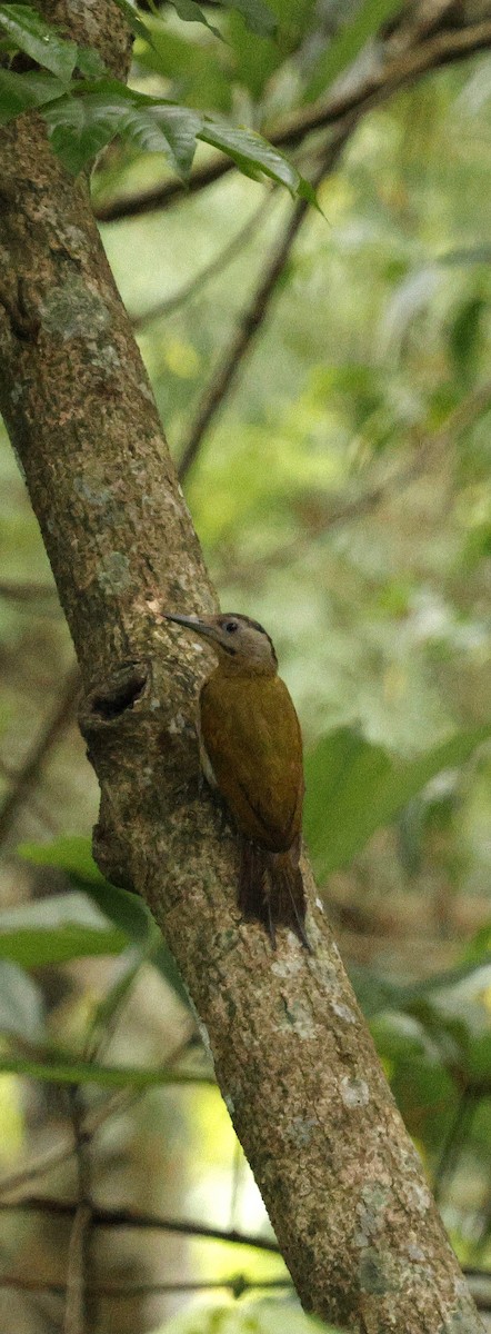 Gray-headed Woodpecker - ML646722053
